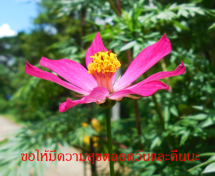 Name:  ดาวกระจาย.jpg
Views: 455
Size:  220.6 KB